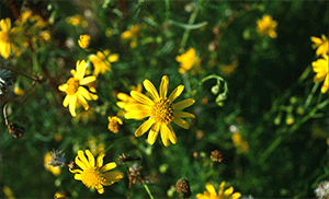 Senecio inaequidens